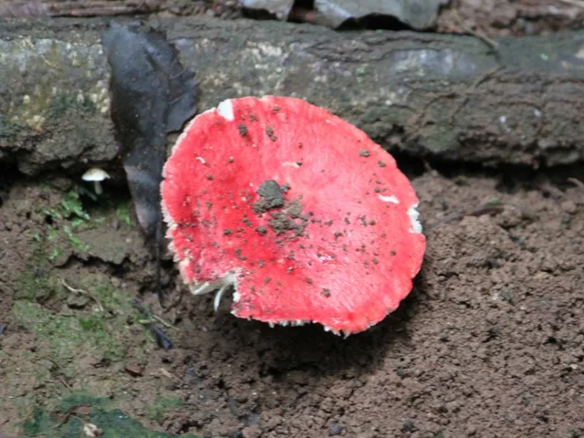Amanita caesareoides