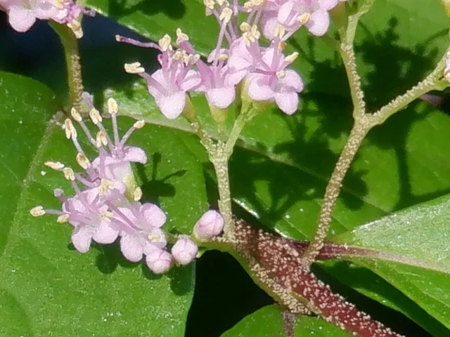 Callicarpa dichotoma
