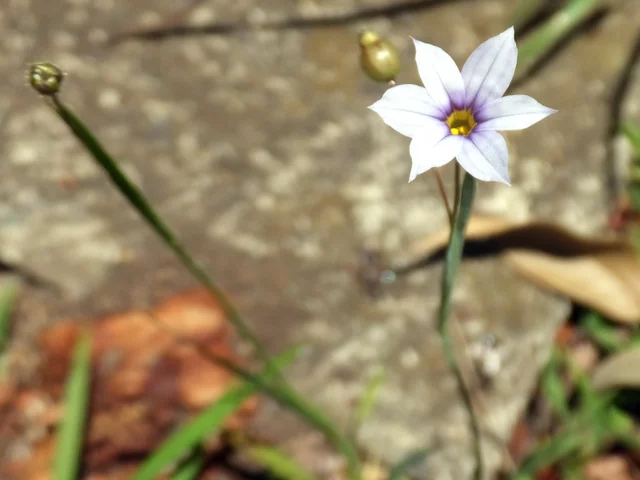 Sisyrinchium rosulatum