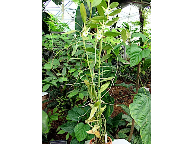 Angraecum birrimense