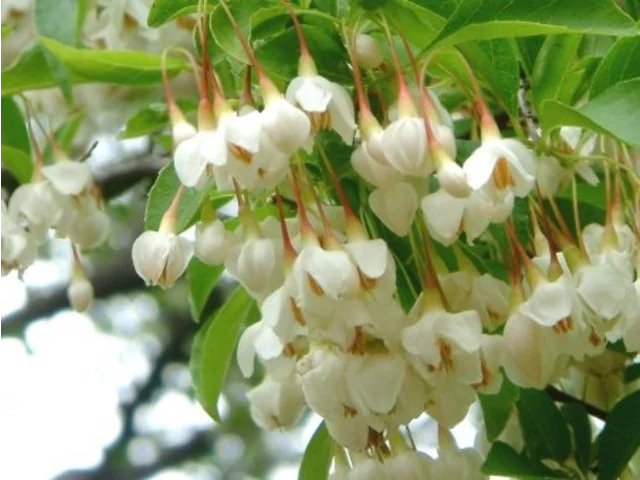 Styrax japonic