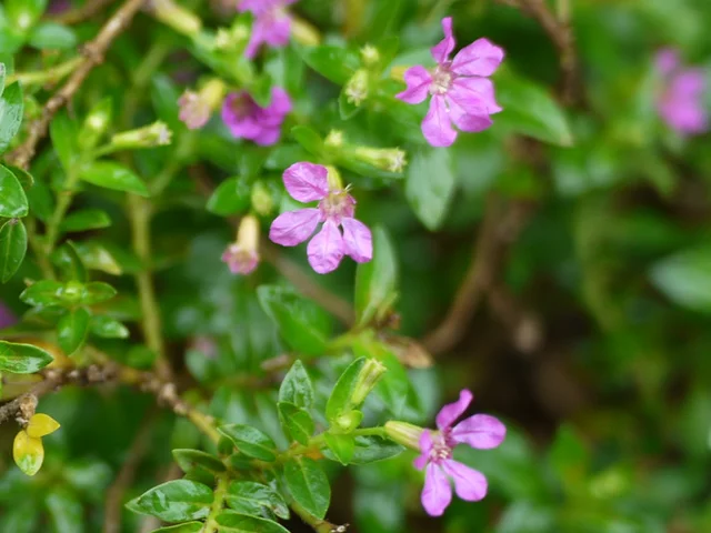 Cuphea hyssopifolia