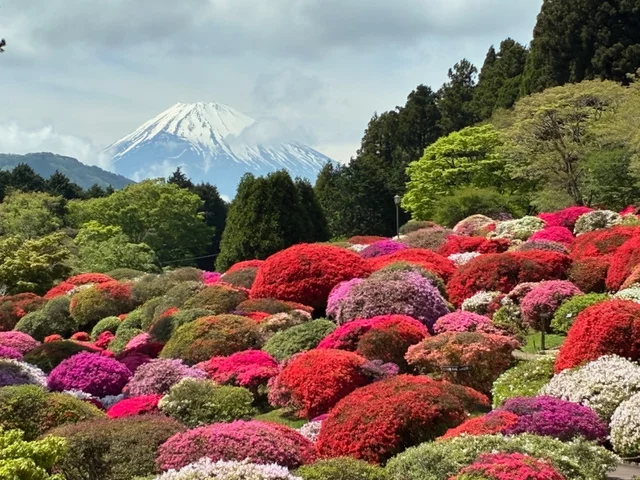 杜鵑花