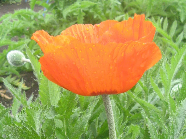 Oriental poppy