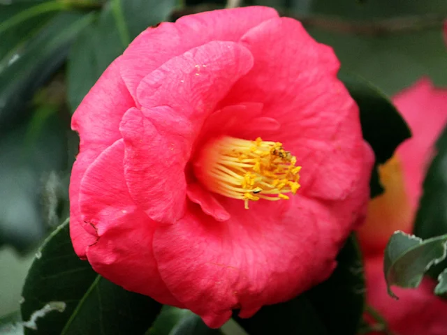 Camellia Akashigata