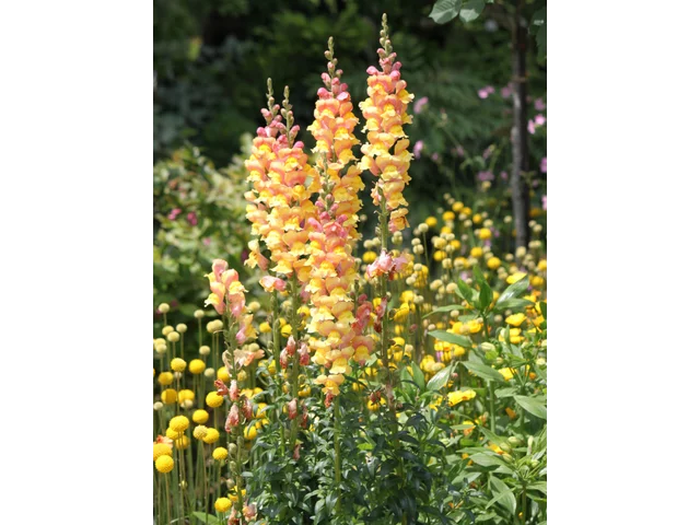 Snapdragon 'Parisienne'