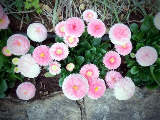雏菊