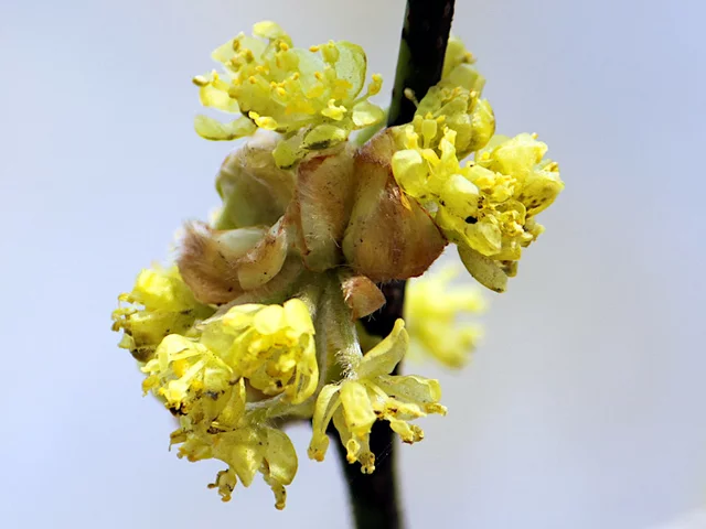 Lindera obtusiloba