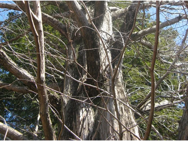 Metasequoia