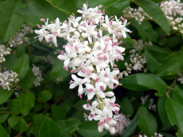 Ligustrum sinense