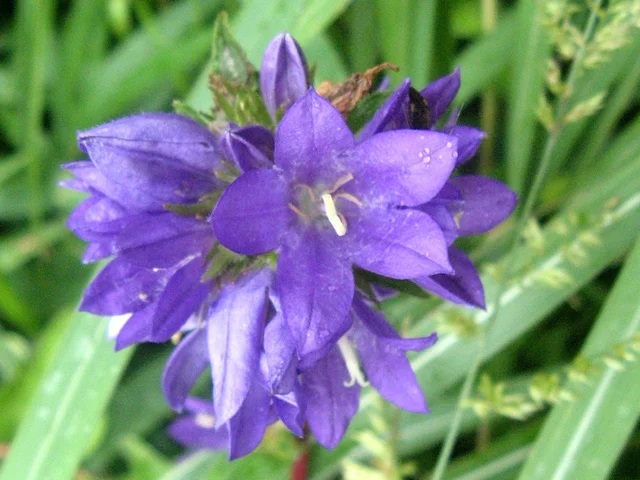 Campanula glomerata "Dahurica"