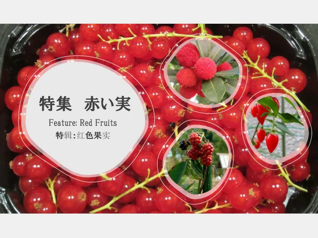 黑莓