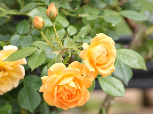 Rose 'The Pilgrim'