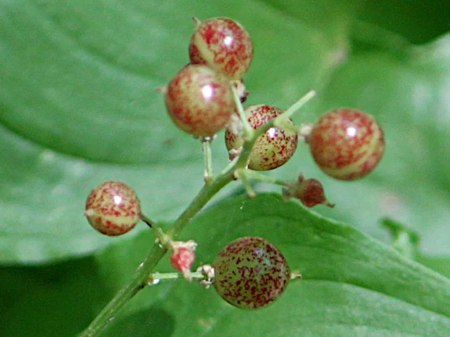 舞鹤草