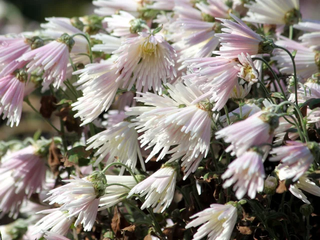 Chrysanthemum 'Enmeiraku'