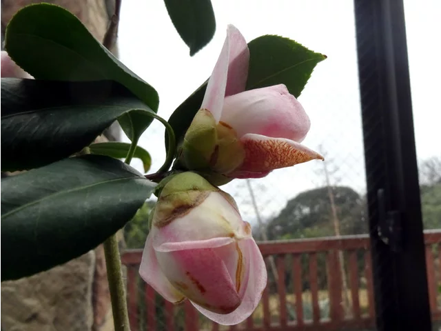 Camellia japonica 'Koshi-no-reijin'