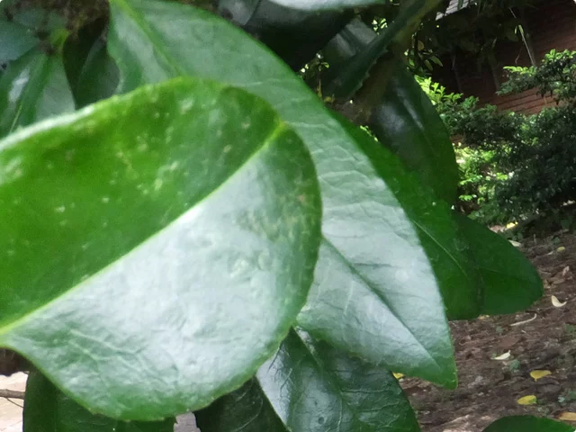大叶冬青