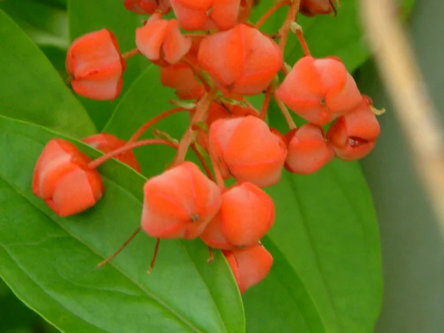 Coriaria
