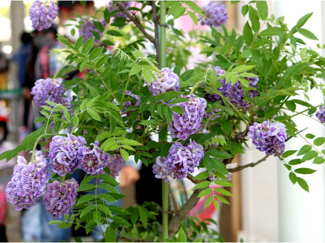 American Wisteria