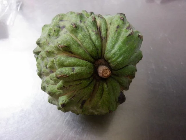 Atemoya