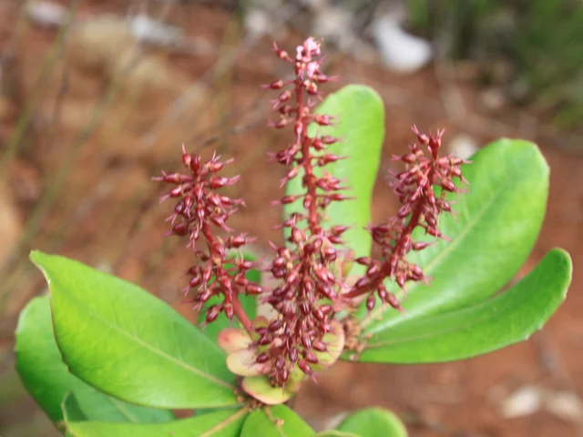 cunonia purpurea