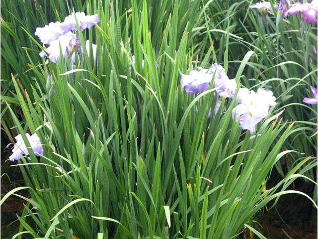 花菖蒲 ”連城の璧”