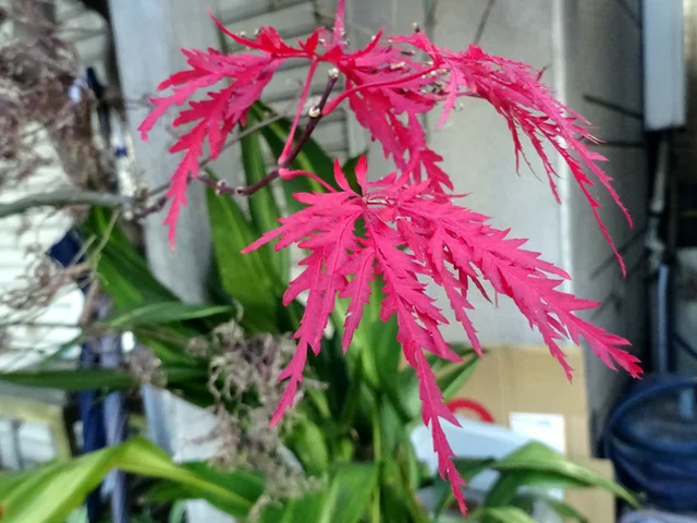 紅葉 紅枝垂