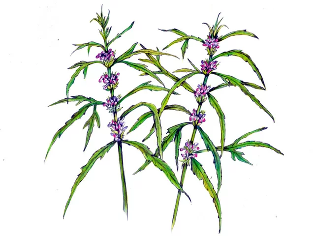 Leonurus japonicus