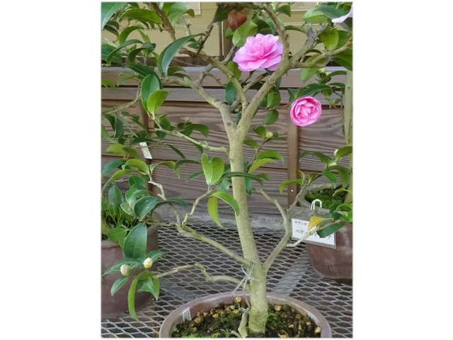 山茶花 '乙女サザンカ'