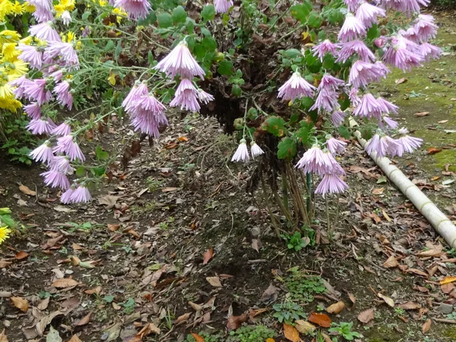 Chrysanthemum 'Enmeiraku'