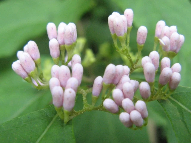 Callicarpa japonica