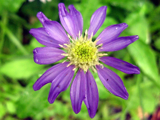 Aster savatieri