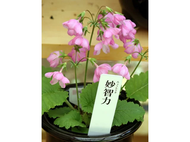 Primrose Myochiriki