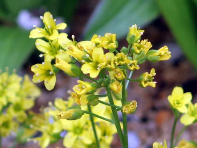 yellow whitlow-grass