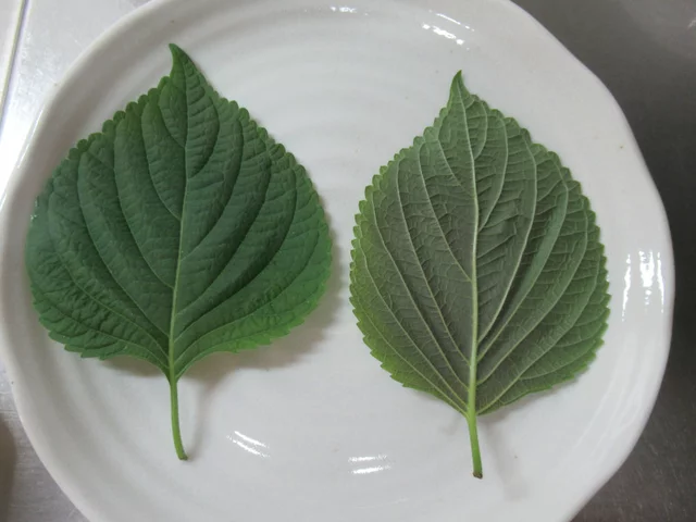 紫苏