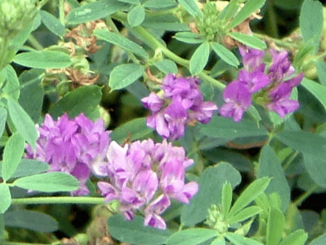 紫花苜蓿