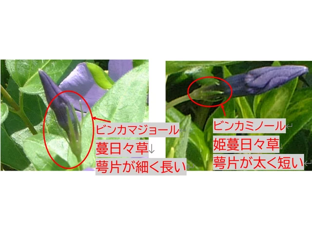 ヒメツルニチニチソウ