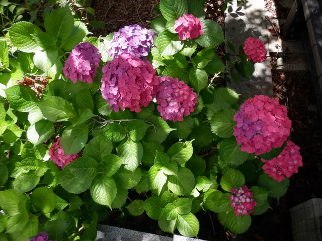 Hydrangea macrophylla