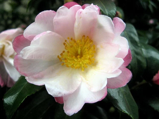 Camellia sasanqua