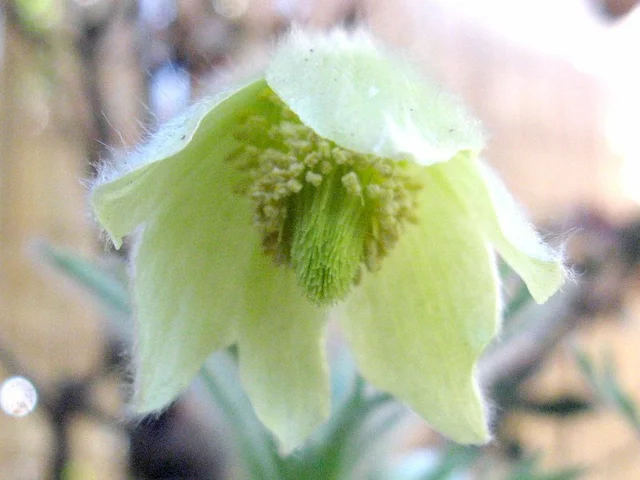 Pulsatilla vulgaris