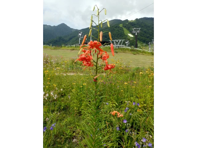 Lilium leichtlinii