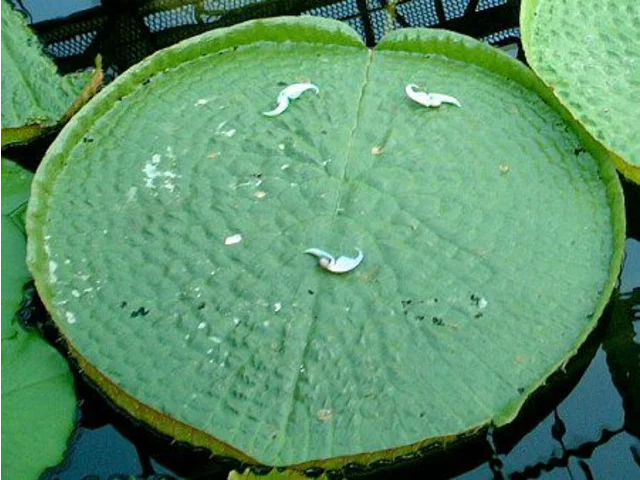 Amazonica