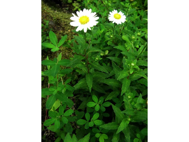 箱根菊