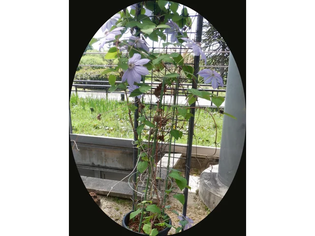 Clematis patens
