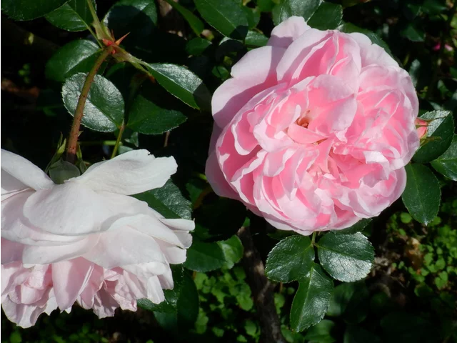 Rose 'Granny'