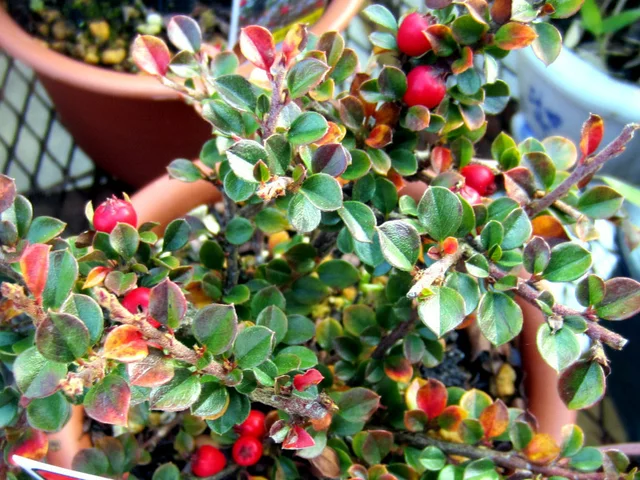 Checkerberry