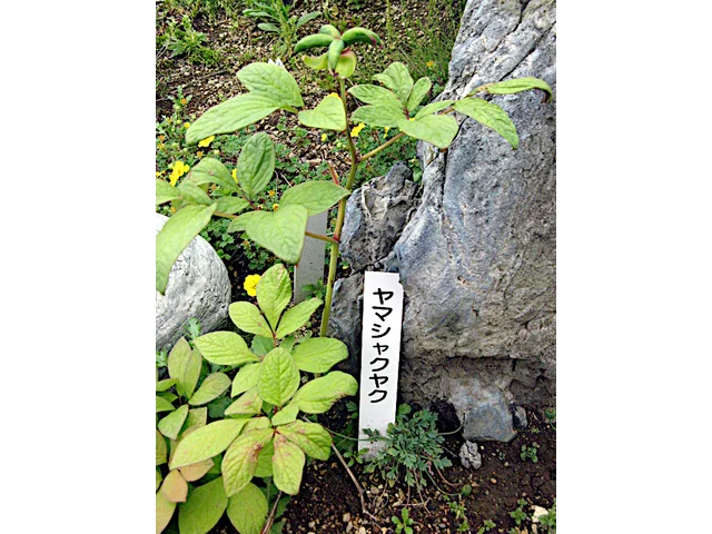 Paeonia japonica