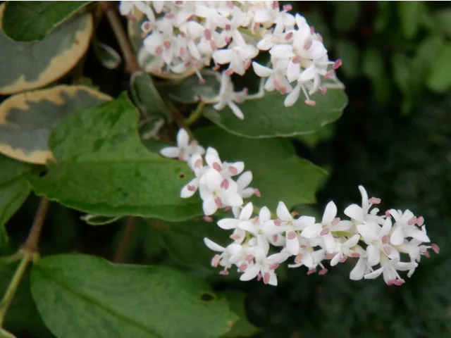 Ligustrum sinense