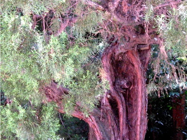 Kaidzukaibuki