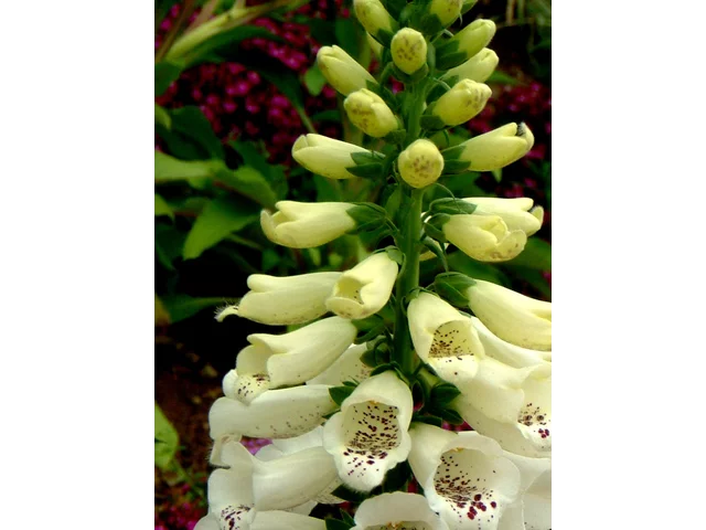 Digitalis